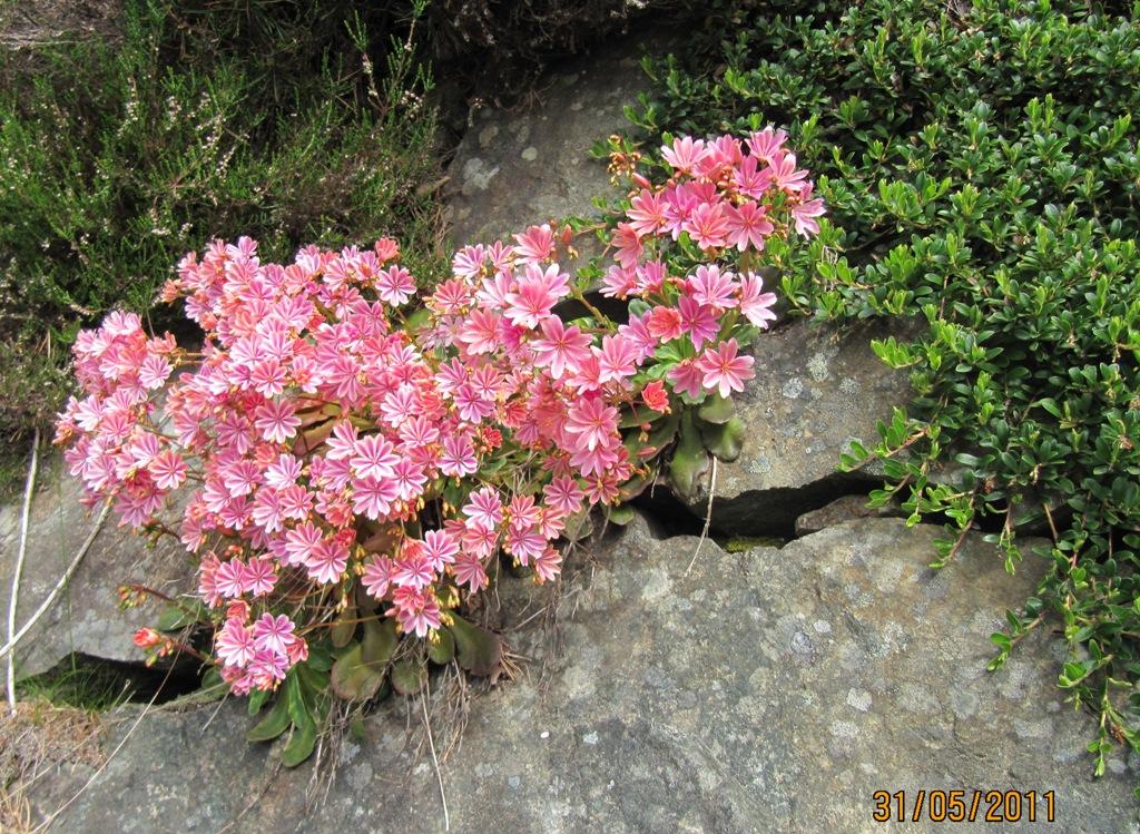 Several luxuriant Lewisia cotyledon thrive well in this crevice that seems to be soilless. To the right, a fine evergreen Bearberry; Arctostaphylos uva-ursi.
Photo: Alf Helge Søyland. Several luxuriant Lewisia cotyledon thrive well in this crevice that seems to...