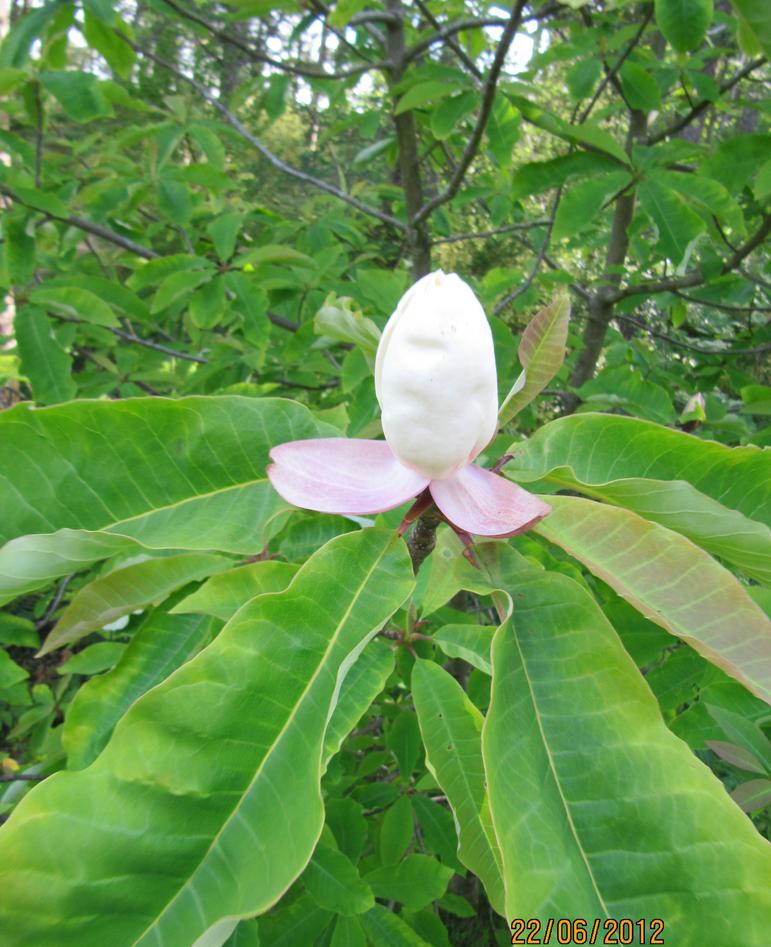Den reint kvite Magnolia obovata rett før den opnar seg.