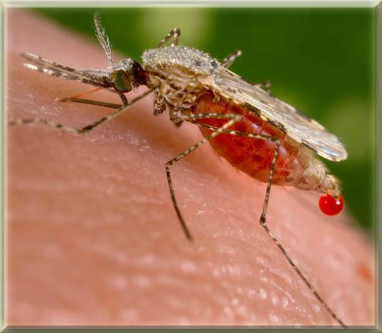 Malariamygg Malariamygg