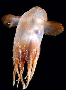 En såkalt "Dumbo"-blekksprut, som har fått navn på grunn av de ørelignende...