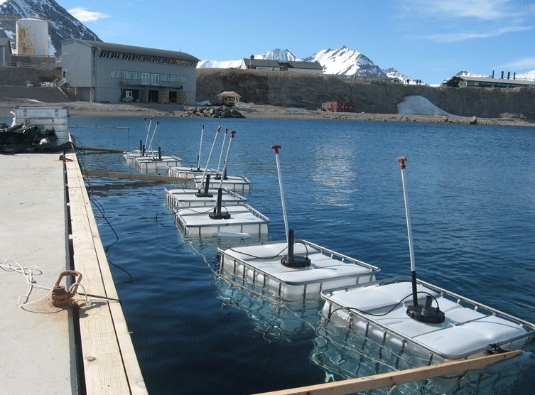 En av forskningsmetodene vi ofte benytter, er mesokosmeforsøk. Bildet viser...