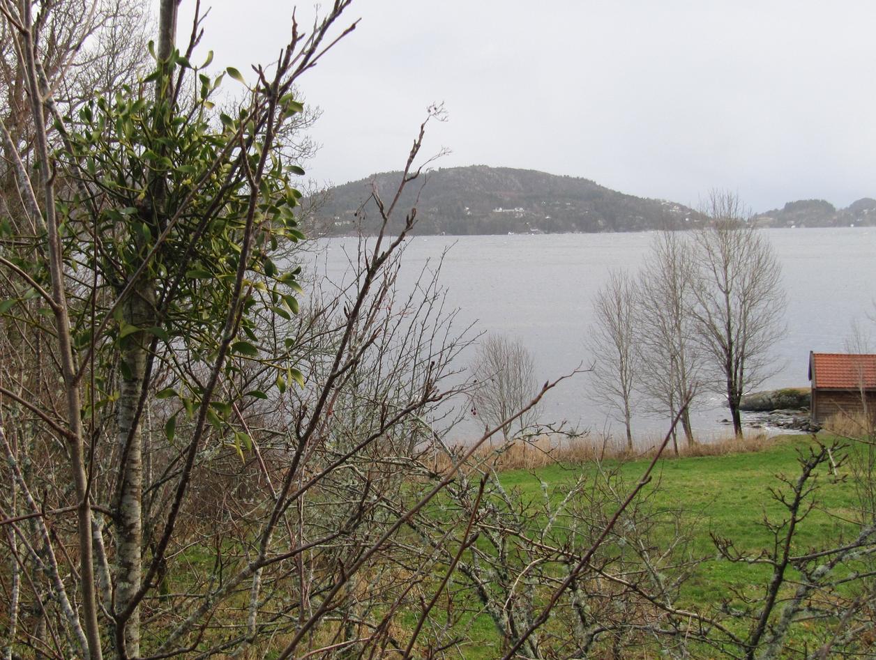 Misteltein, Viscum album som veks ut fleire plasser oppetter ein infisert del...