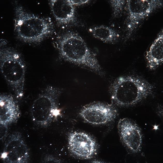 Nanopartikler og celler