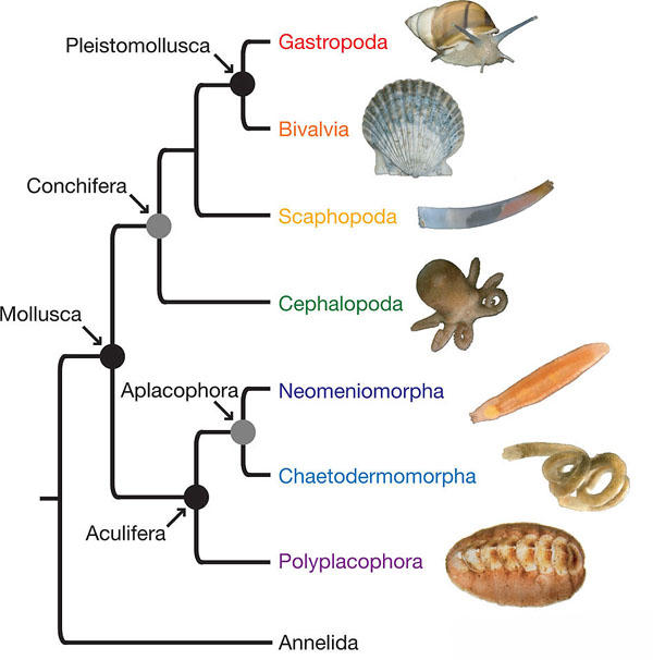 Molluscan relationships clarified using phylogenomics Department of