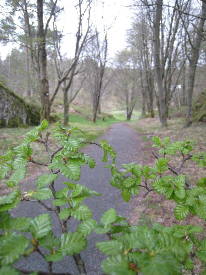 Få med deg kanelduften fra sørbøk.