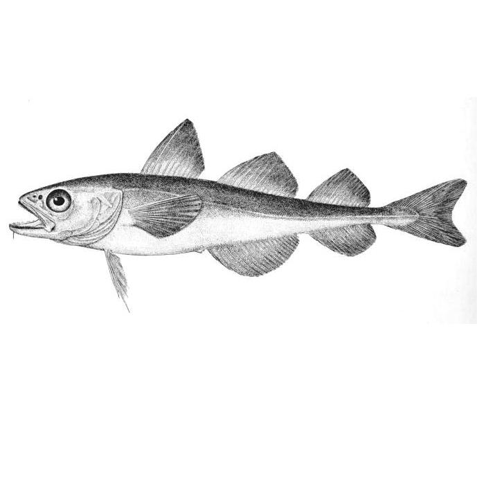 Трескообразные. Трескообразные. Трескообразные. Трескообразные представители. Трескообразные.