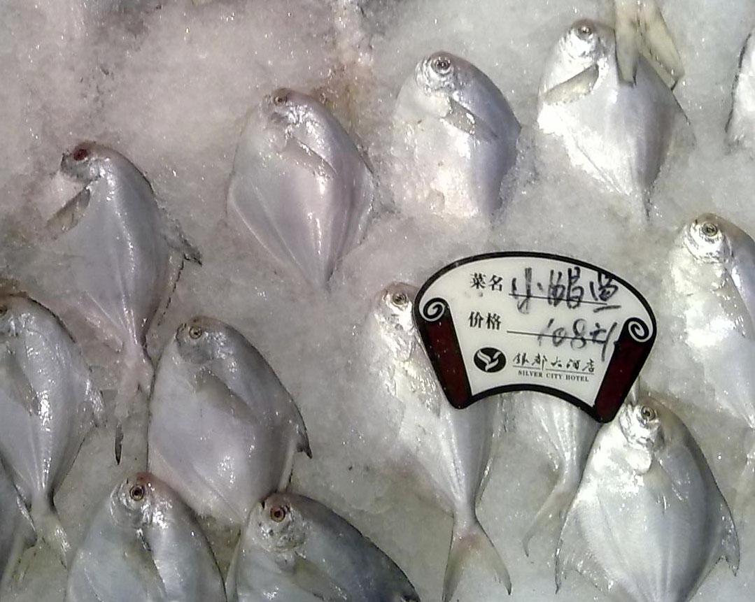 Pomfret (Pampus argenteus) for sale in a restaurant in China