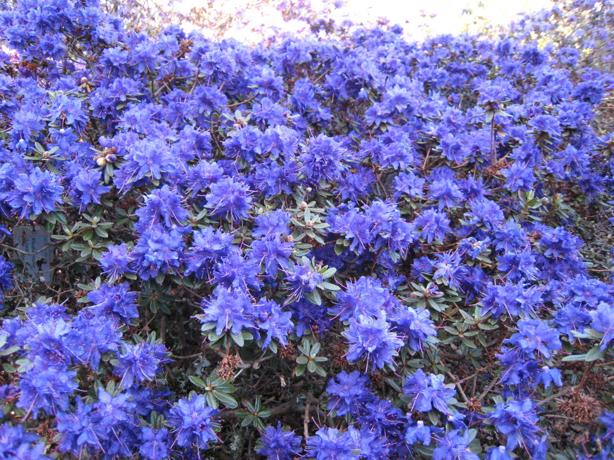 Rh. Azurika er ein av dei mange blå småblada rhododendron i den "Blå bakken" Rh. Azurika er ein av dei mange blå småblada rhododendron i den "Blå bakken"