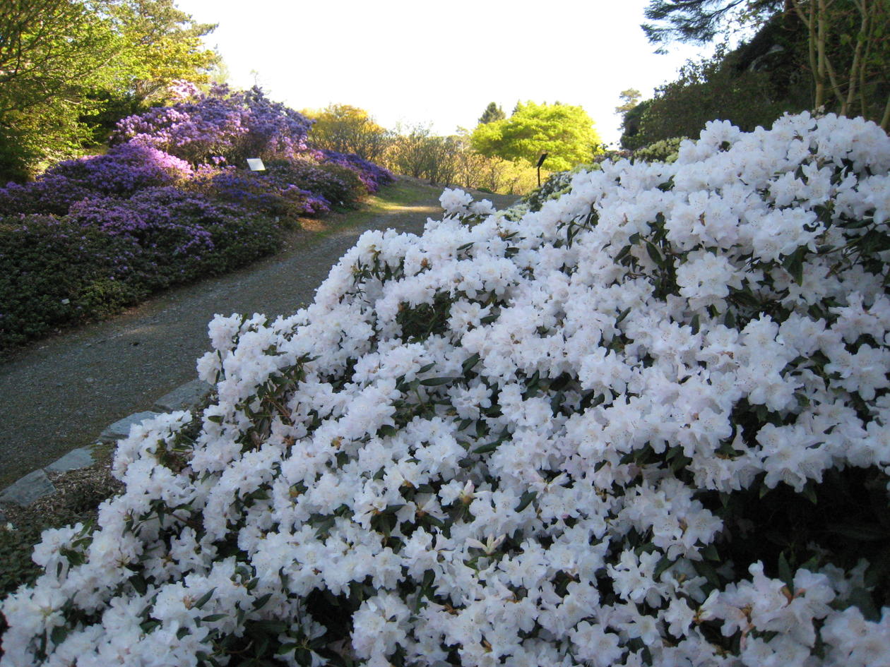 Rh. Dora Amateis er ein av sortene med dei klarast kvite blomar. Står no fint i det kalde hjørnet. Rh. Dora Amateis er ein av sortene med dei klarast kvite blomar. Står no fint...