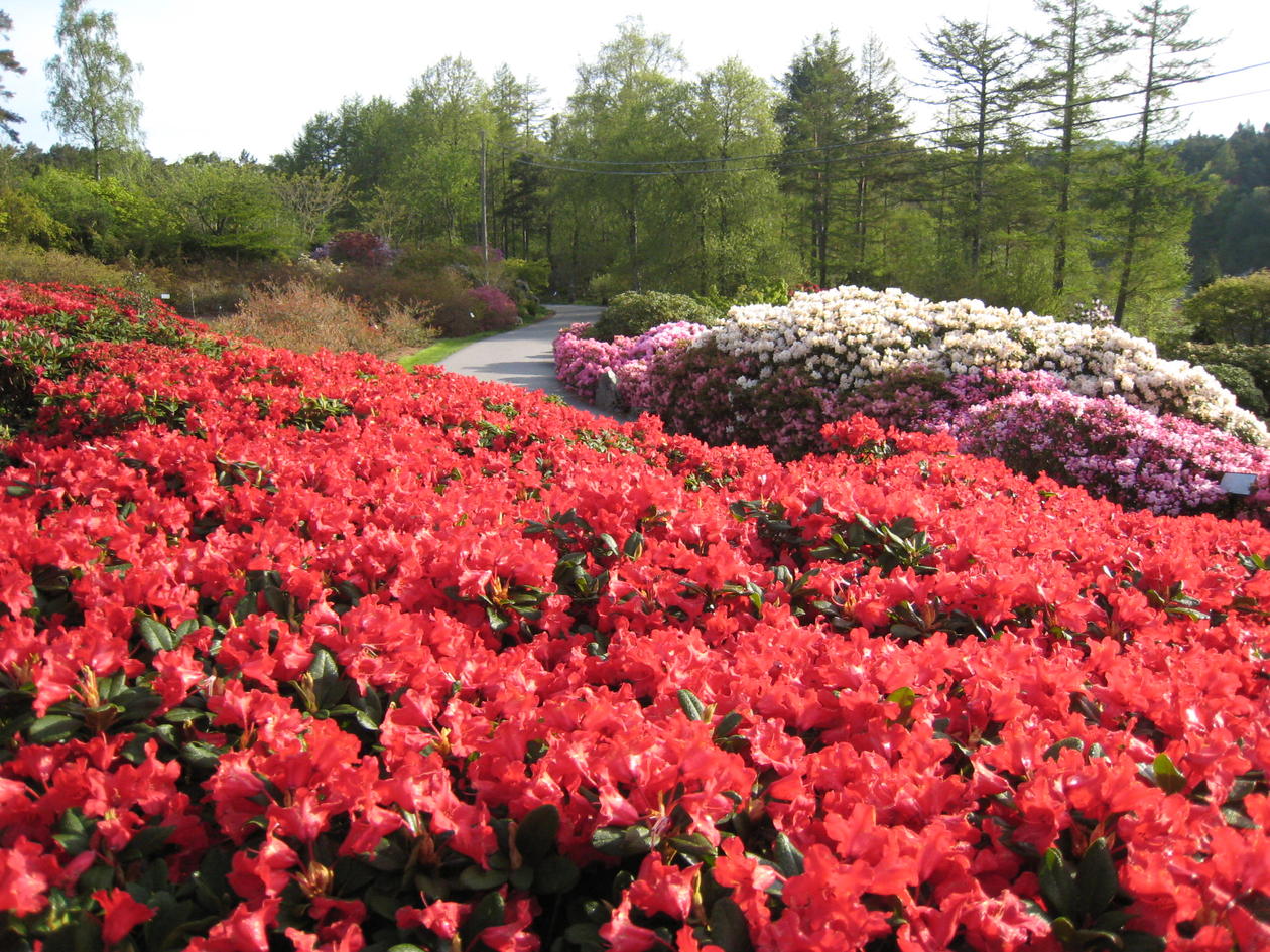 Rhododendron 'Juwel' an "Das Rote platz" im Nydalen