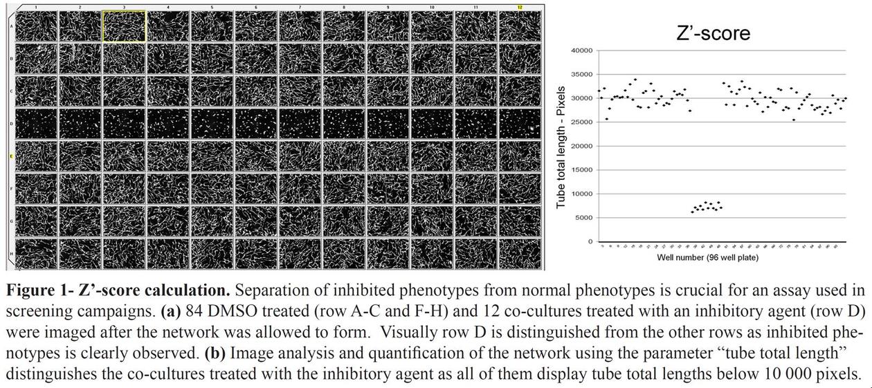 Measuring network lengths and the inhibited phenotype in row D is identified...
