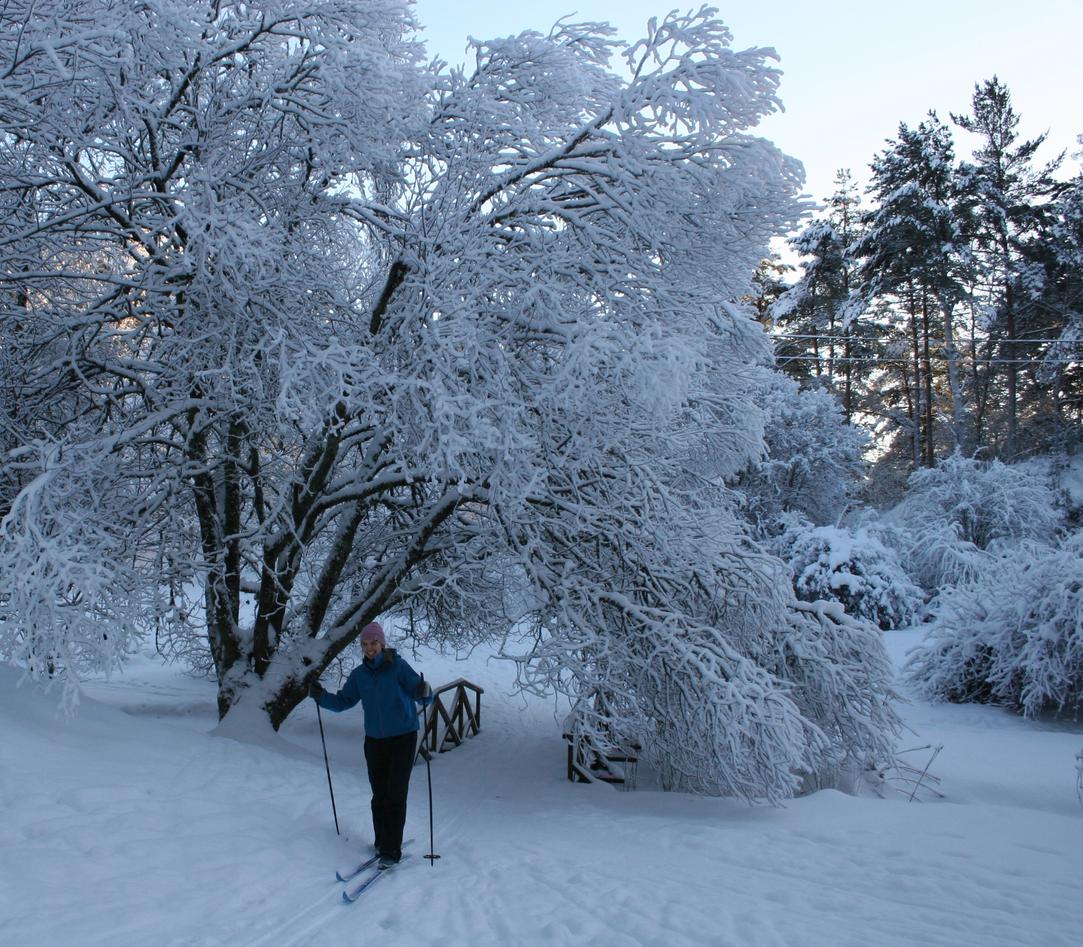 Snødekt selje over brua i Miniarboretet.