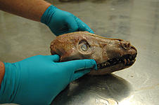 Etter et par dager med tining og utvanning er ulven klar for koking. Etter et par dager med tining og utvanning er ulven klar for koking.