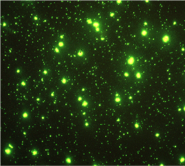 Virus (små grønne prikker) og bakterier (større grønne prikker) fra en...