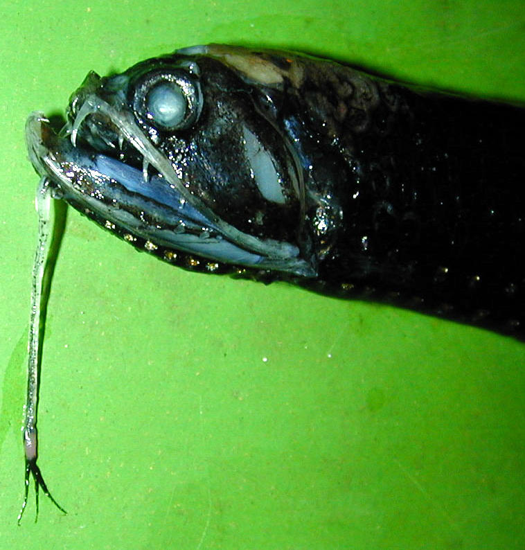 En dyphavsfisk i Bergen Museums samlinger En dyphavsfisk i Bergen Museums samlinger