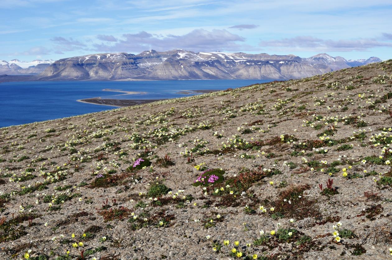 View from Kongressfjell to Kapp Wijk, Spitsbergen