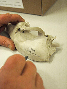 Art og nummer skrives på hvert bein for å unngå sammenblanding med andre dyr. Art og nummer skrives på hvert bein for å unngå sammenblanding med andre dyr.