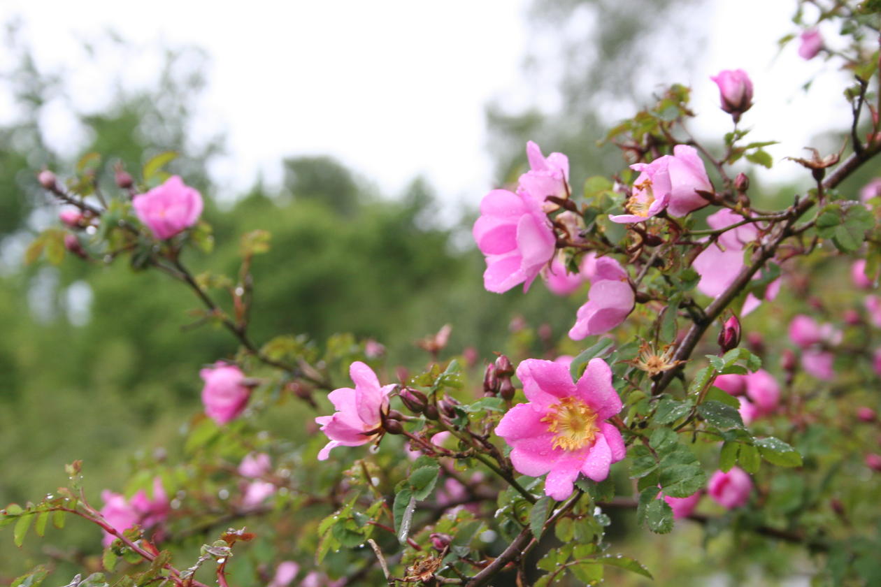 Rosa elegantula 'Persetosa' er en flott villrose