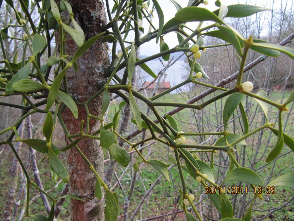 Nærbilde av misteltein med kvite bær