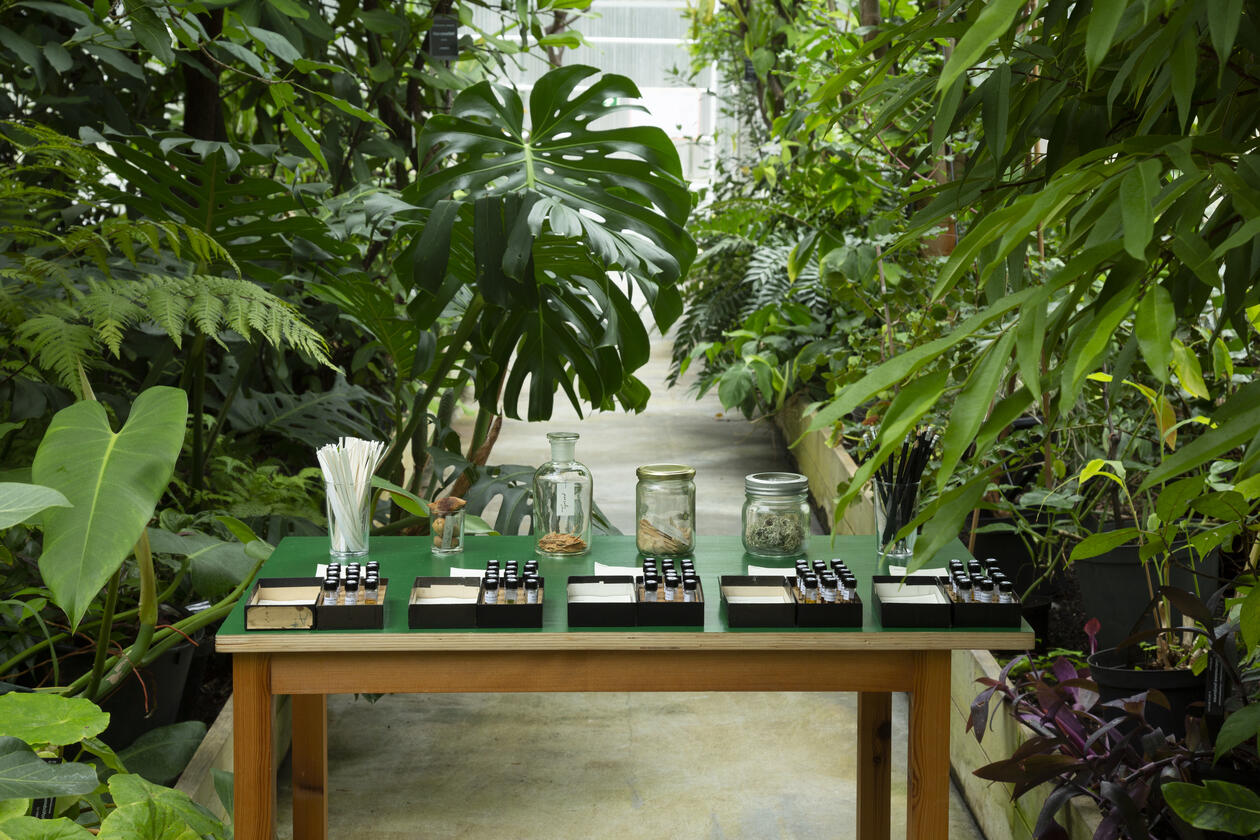 A table with various small bottles and jars surrounded by green plants