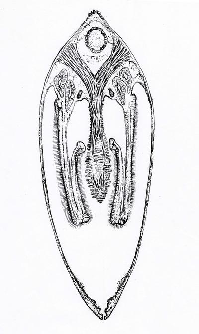 Denne illustrasjonen viser elvemuslingens anatomi. Fra to millimeter store elvemuslinger ble det laget tynne snitt som ble farget og studert og fotografert gjennom mikroskop. Illustrasjonen viser deler av muskulaturen og hvordan gjellestavene på dette sta