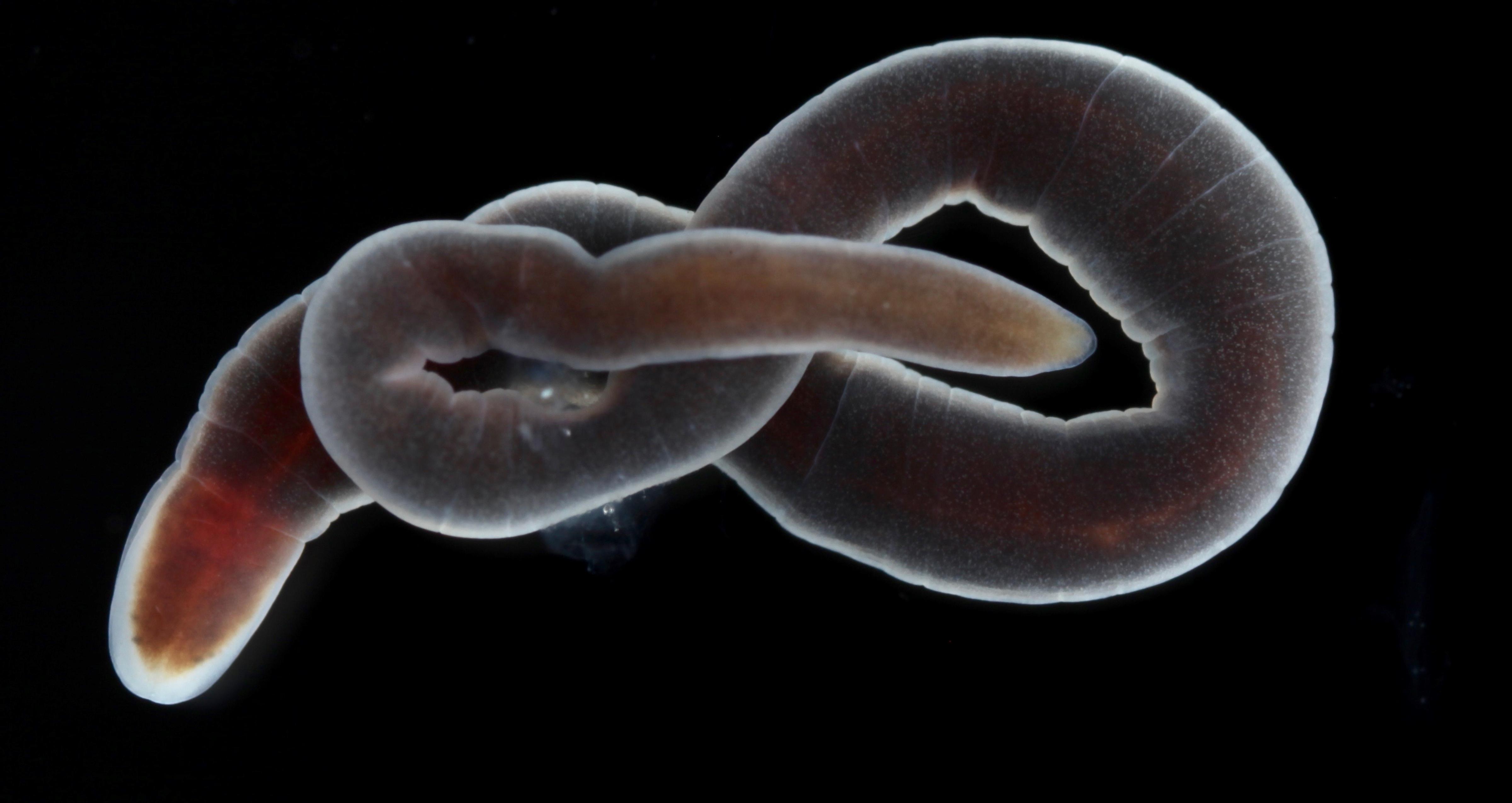 Lineus ruber: Its an adult ribbon worm (Slimormer in norwegian), Nemertean in latin. Its length is about 7 cm and from the rocky shore close to Bergen. They are dangerous predators - not for humans, but for other worms 