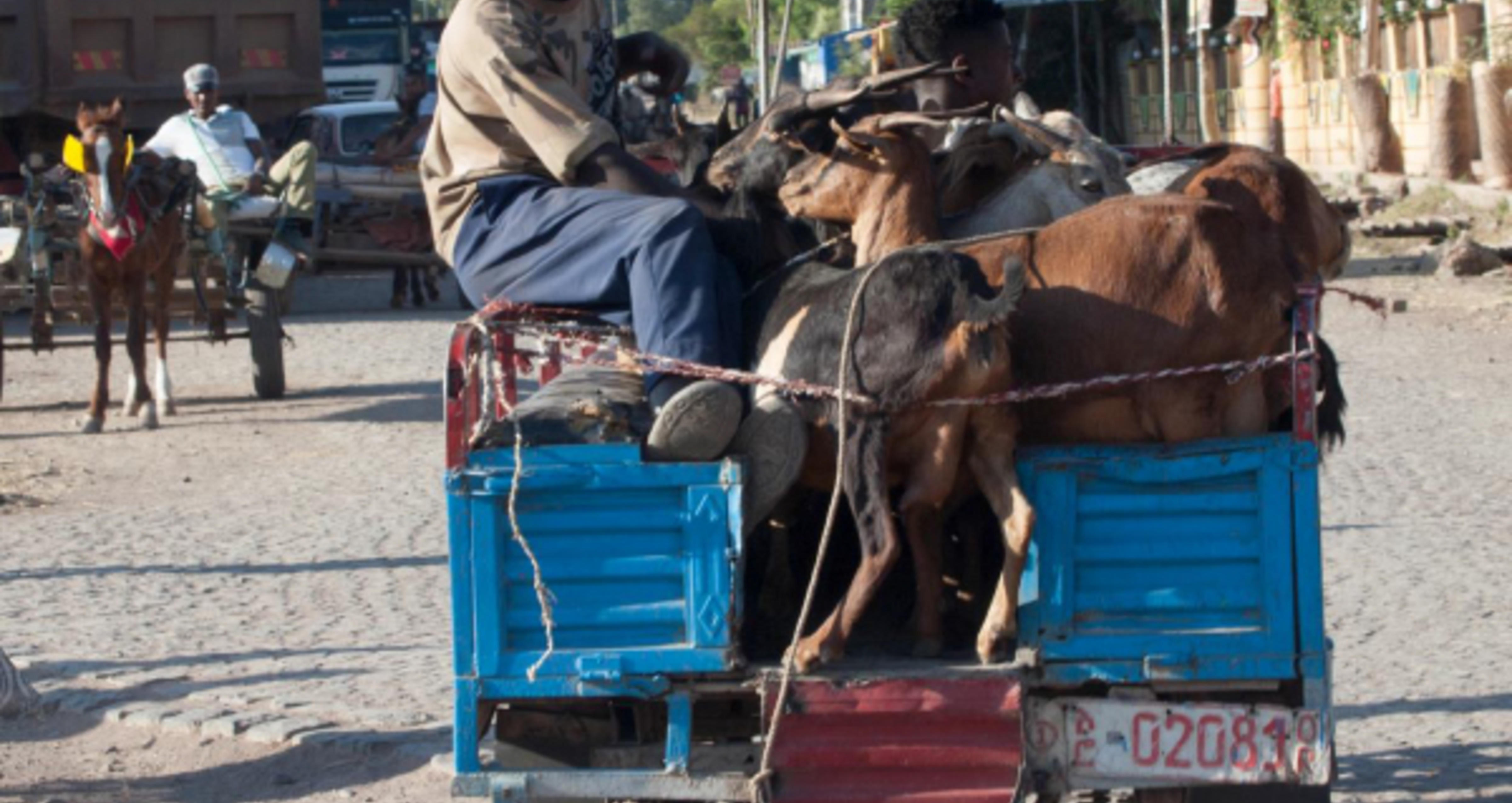 Transport av mennesker og dyr på lasteplan i Etiopia.
