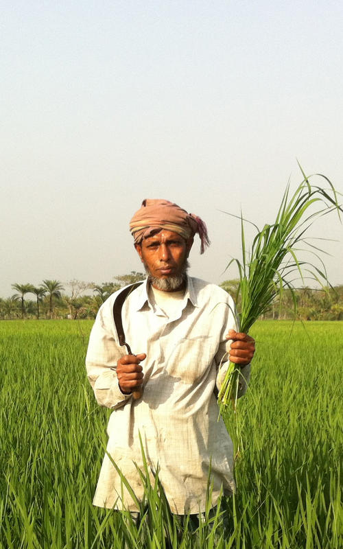 Man in rice field, Bangladesh