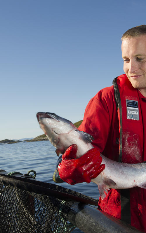 Lakseoppdrett på Senja
