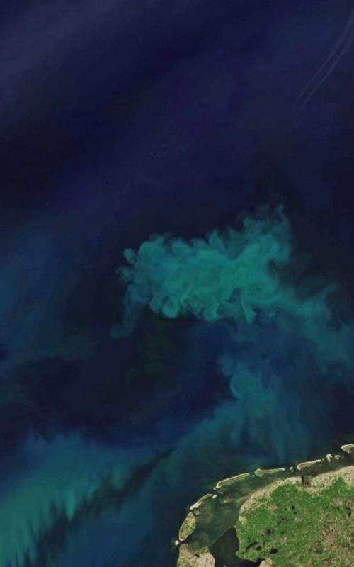 Satellittfoto av planktonoppblomstring i Nordsjøen