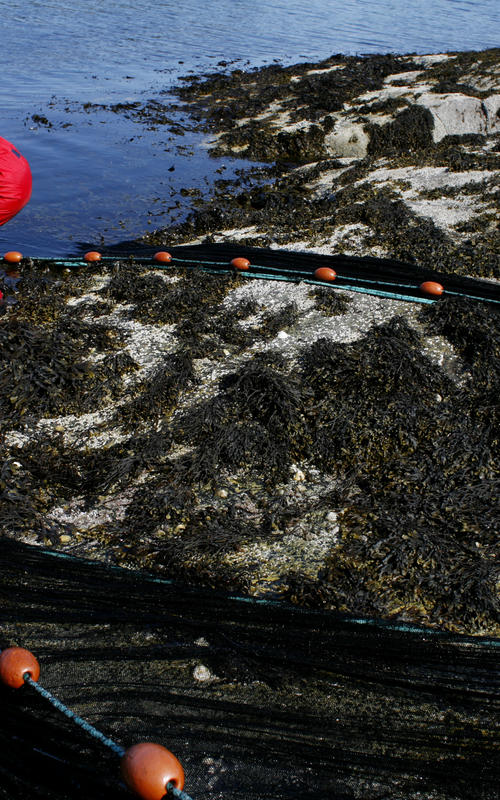 Student fra Institutt for biologi ute i felten på UIBs marine forskningsstasjon på Espegrend