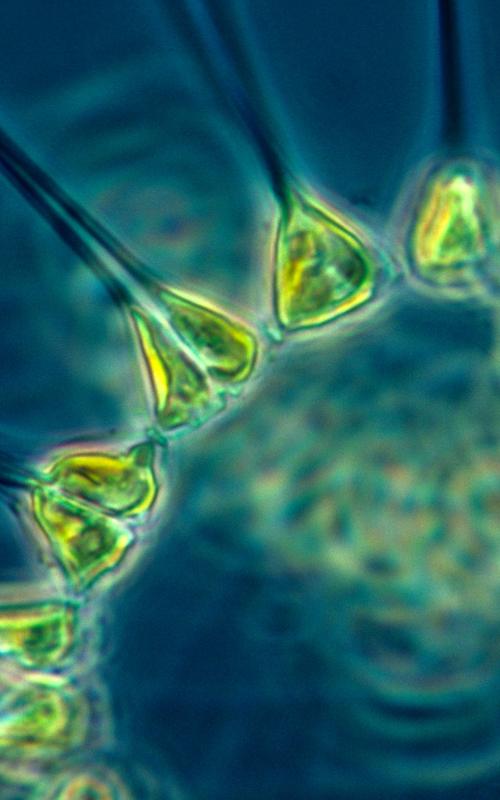 Phytoplankton