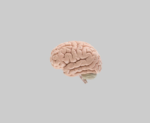 Brain