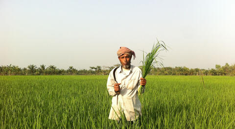 Mann i rismark, Bangladesh