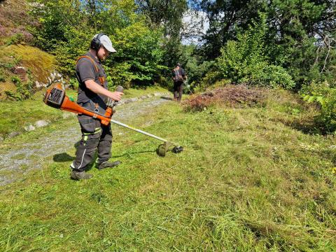 Kantslått i Bergen botaniske hage