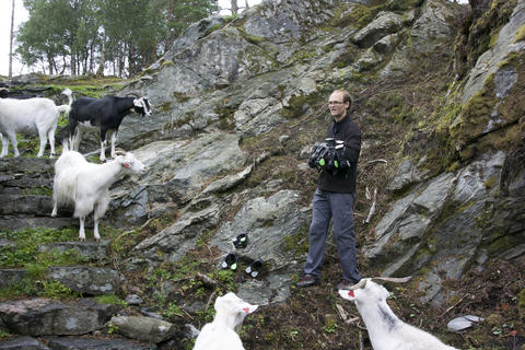 Goats at Storøyen