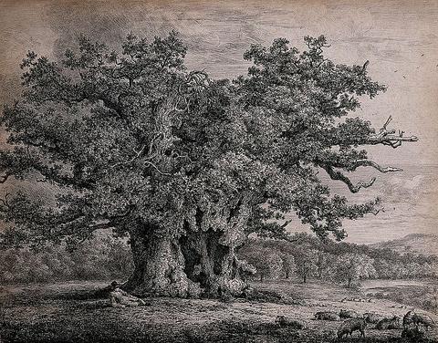 A gnarled and hollow old oak tree (Quercus robur L.)