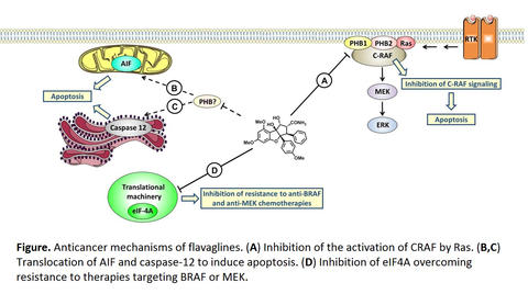 Figure. Anticancer mechanisms of flavaglines