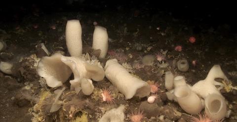 SPONGES WITH POTENTIAL: Sponge grounds in the deep ocean are vulnerable, but vital for the ocean’s circuits. This is a sponge ground 600 meters under the sea, near the Schultz  Massive, near Svalbard in the Norwegian part of the Arctic.