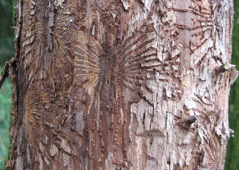 Traces of where bark beetles have destroyed the bark on a tree trunk