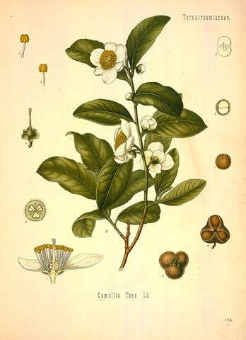 Teplanten, camellia sinensis