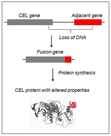 Illustration showing how the CEL gene has merged with its neighbour gene. During this process some DNA is lost. The result is a fusion gene, encoding a chimeric protein.