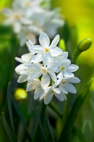 Tarzettnarciss blomstrer med en klase små hvite narcissblomster