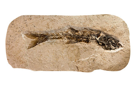 Image of fish fossil, used to illustrate article about the fossil record.