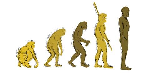 Drawing of human evolution
