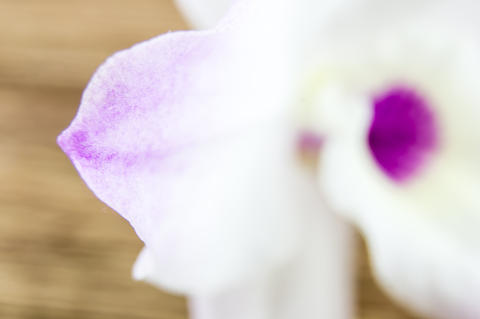 Orchid on wooden background