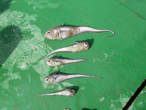 Five fish on deck of a ship