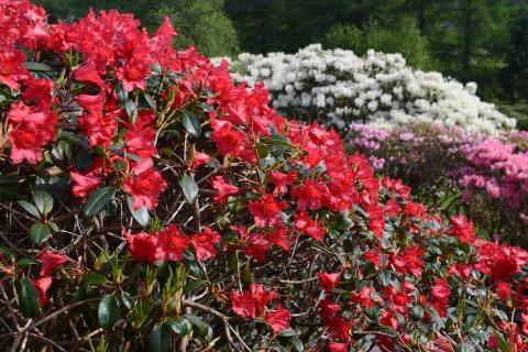 RhododendronKultivar