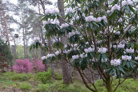 Rhododendron artssamlingen