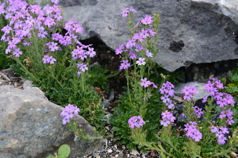 Erinus alpinus (alpine balsam) between limestone rocks.